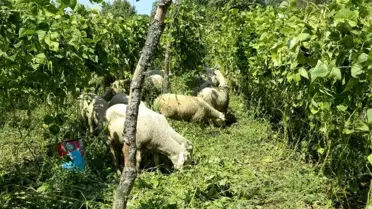 Fasulye tarlasında hayvanlarını otlattı