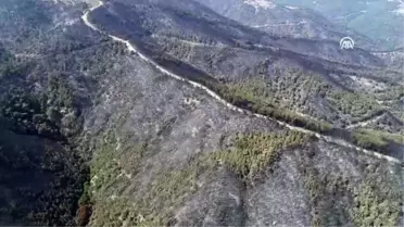İzmir'de yanan orman için 2 günde 30 bin fidan bağışlandı