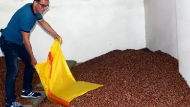 Fındık fiyatı haftaya düşüşle başladı