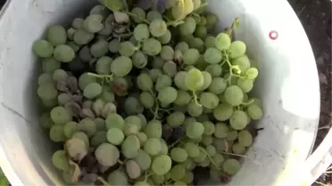 Gercüş'te organik kuru üzüm dönemi başladı