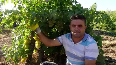 Gercüş'te organik kuru üzüm mevsimi başladı
