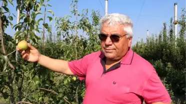 Çocukluk hayali armut bahçesinde ilk hasadını yaptı