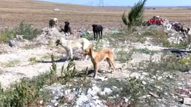Kırklareli lüleburgaz'da 300 köpek kayboldu iddiası
