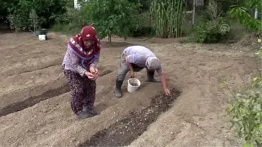 'Mucize bitki'nin tohumları toprakla buluştu