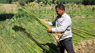 Samsun'da kenevir hasadı başladı
