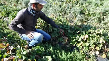 Sason'da hibeli çilek üretimi sayesinde tersine göç başladı