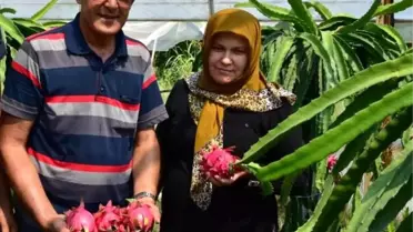 Domatesi bırakıp, ejder meyvesi yetiştirmeye başladı