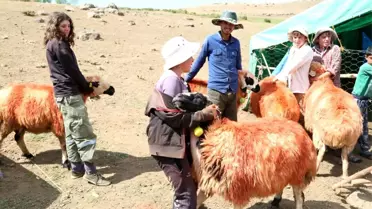 'Koç katımı' geleneği Tunceli yaylalarında yaşatılıyor