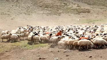 Yaylalarda 'koç katımı'nda renkli görüntüler ortaya çıktı