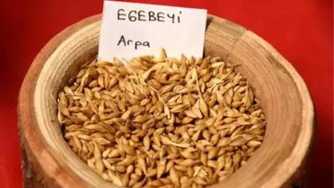 13 yıllık emekle ortaya çıkan arpa tohumu toprakla buluşuyor