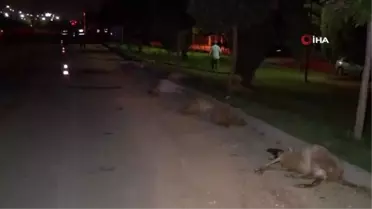 Otomobili ile sürüye daldı 10 koyun telef oldu