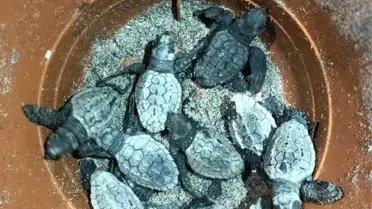 Şezlongların arasından yaşama tutundular