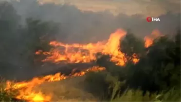 Burhaniye' de çalılık yangını korkuttu