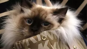 Çin'de ilk defa klonlanan kedi, nesli tükenmekte olan pandaların çoğaltılmasına ümit oldu