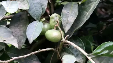 Çay tohumundan yağ üretimi için çalışma başlatıldı