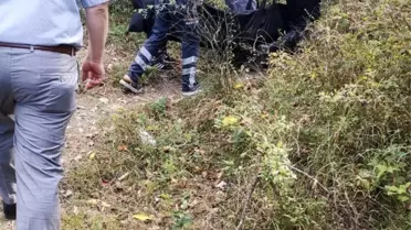 Ceviz ağacından düşen yaşlı kadın hayatını kaybetti