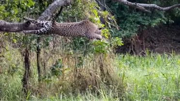 Jaguarın timsah avı, görenleri hayrete düşürdü