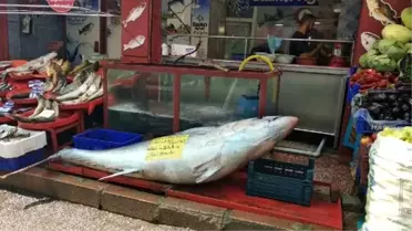 Elazığ'da, 241 kiloluk orkinos satışa çıkarıldı