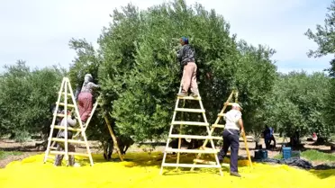 (Özel) 'Zeytinin başkenti' Akhisar'da hasat başladı