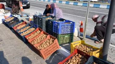 Germencik'te kuru incir hırsızlığını önleme çalışmaları