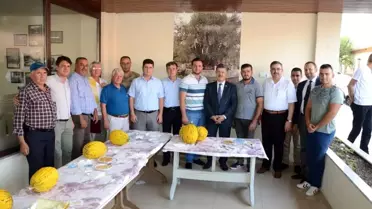 Kırkağaç'ta 'en güzel kavunlar' yarıştı