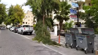 Milas'ta, rüzgarın etkisiyle bir çam ağacının dalı kırıldı