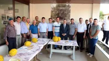 Kırkağaç'ta 'en güzel kavunlar' yarıştı