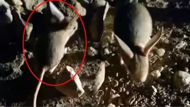 Kırmızı listedeki Arap tavşanı Erzincan'da görüntülendi