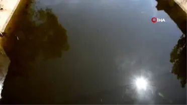 Gediz Nehri'nin aktığı kanalda korkutan balık ölümleri