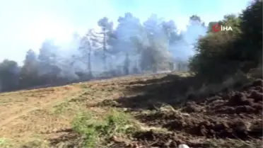 Bolu'da orman yangını...10 dönümlük alan zarar gördü