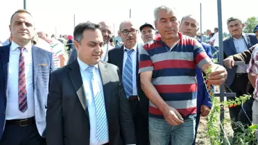 Simav'da 'Goji Berry' projesi