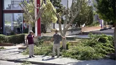 Ağaçların aşırı budanmasına tepki