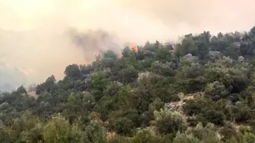 Bilecik'te makilik alanda yangın