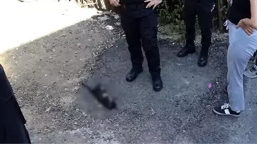 Karabük'te ayakları kesilmiş ölü kedi vatandaşları isyan ettirdi