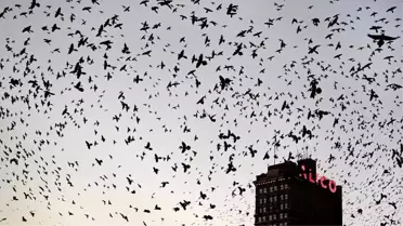 Kuzey Amerika'da kuş nüfusu dörtte bir oranında azaldı