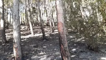 Tarihi Kozan Kalesi'ndeki yangında 3 dekar alan zarar gördü