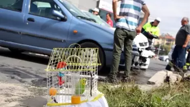 Minik zehra, kazada 'şaşkın'ın da yaralandığını sandı