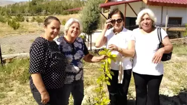 Divriği'de yeniden ipek üretimi için kollar sıvandı