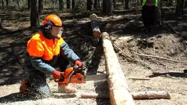 Ormancılıkta yeni dönem E-satış