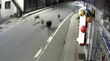 Yavru ayıyla köpeklerin dostluğu kamerada