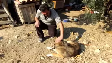 Sahiplendikleri köpek 'Cancan' kuyruksuz 2 yavru doğurdu