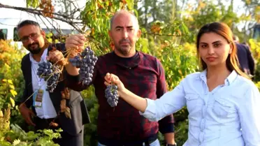 Erzincan'da üzümüyle meşhur ilçede bağbozumu yapıldı