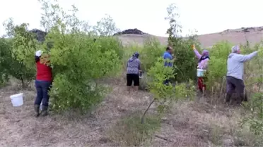 Necati öğretmen emekliliğinde 'hünnap' üreticisi oldu