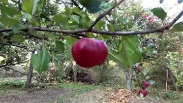 Posof'un 'içi dışı kırmızı elma'sı tescillendi