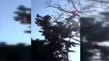 Antalya kanadına dolanan poşetle ağaca takılı kalan kargayı iki arkadaş kurtardı