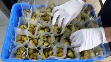 'Gedelek turşusu' kış sofralarını süslemeye hazırlanıyor