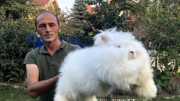 Milli ırk angora tavşanını, yeniden ülkeye kazandırmayı istiyor
