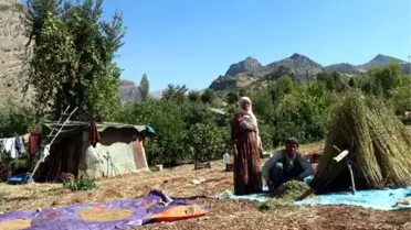 Çukurcalılar pirinç ve susam hasadından memnun