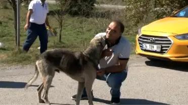 Sabiha gökçen havalimanı'nda görevli taksiciler sokak hayvanlarını elleriyle besledi
