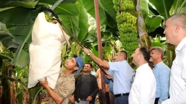 Hatay'da muz kesimi başladı